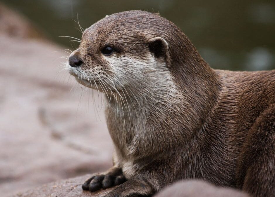 Neotropical otters