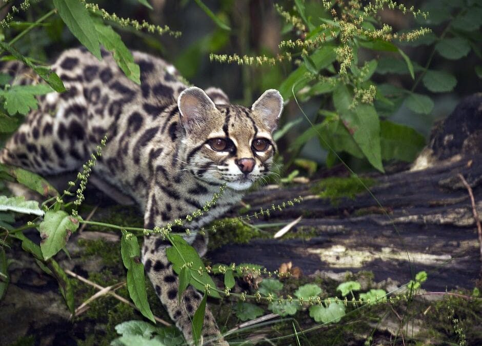 Whispers of the Forest: The Margay’s Tale