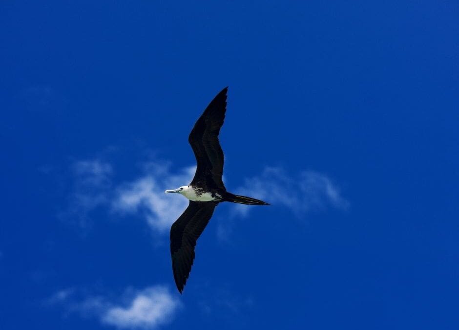 The Magnificent Frigatebird: Costa Rica’s Fearless Sky Pirate